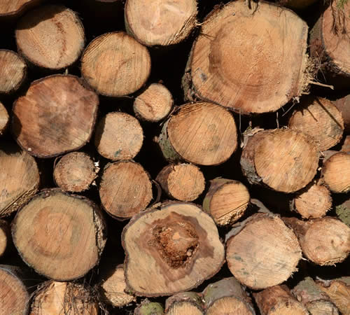 Appleton Portable Sawmill Services Contractor Wisconsin